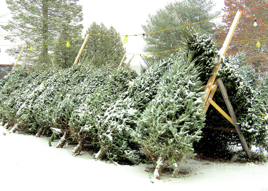 Christmas Trees  Photograph by Janice Drew