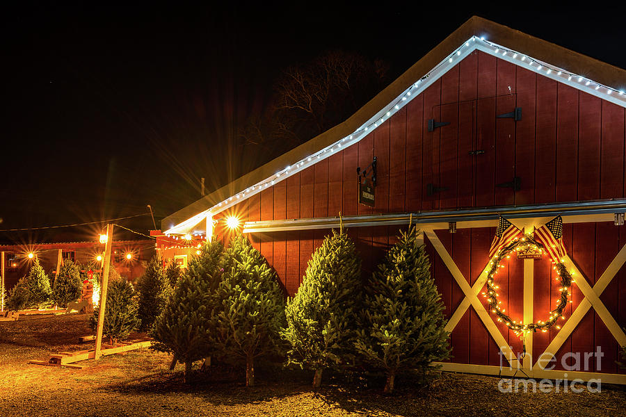 Christmas Trees Sale at Homewood Farm, Winter 2016 - Holiday Season in New England Photograph by JG Coleman