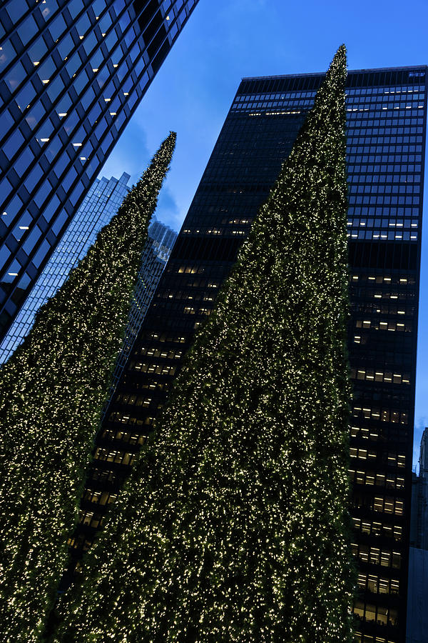 Christmas Trees Taller than Buildings Left Photograph by Georgia Mizuleva