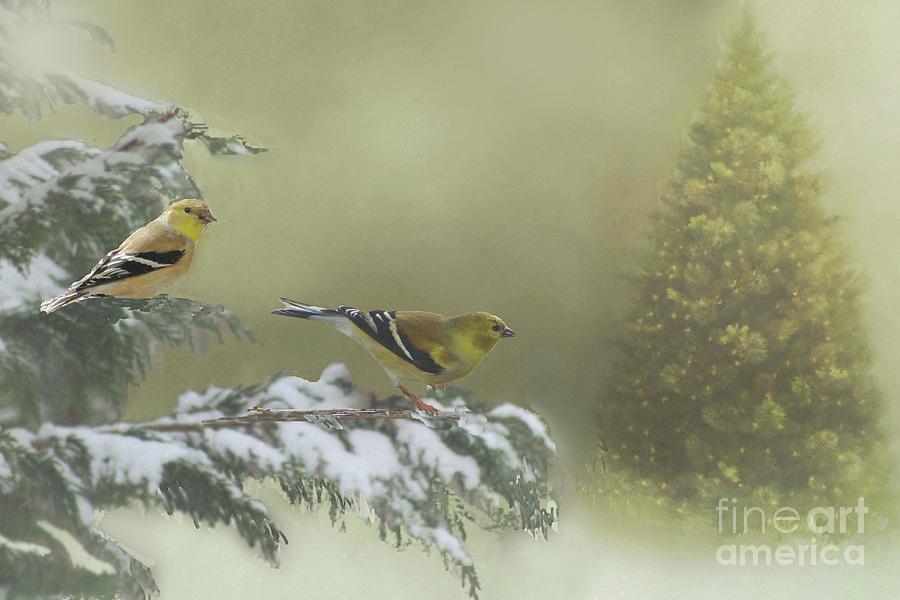 Christmas with the Goldfinches Photograph by Janette Boyd