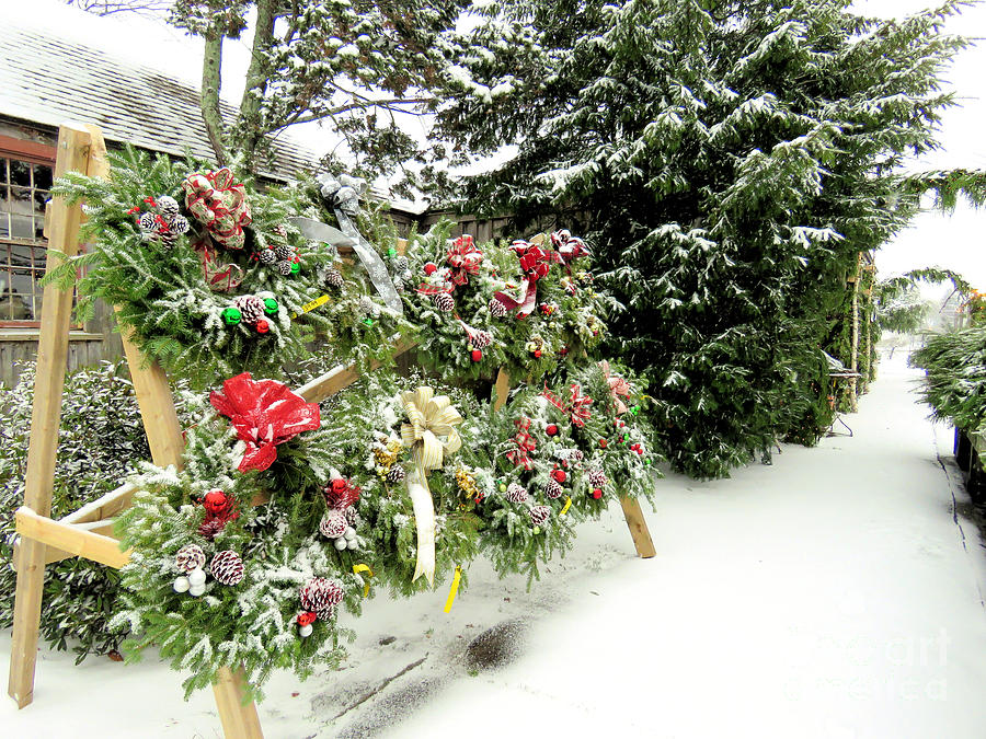 Christmas Wreaths Photograph by Janice Drew