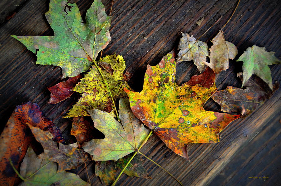 Fall Photograph - Chromatic Finale by Andrea Platt