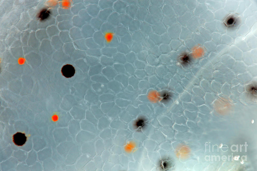 Chromatophores from Hawaiian Bobtail Squid Photograph by Macroscopic Solutions