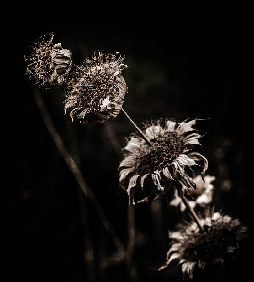 Black And White Photograph - Chrome Flower by Ryan Dove