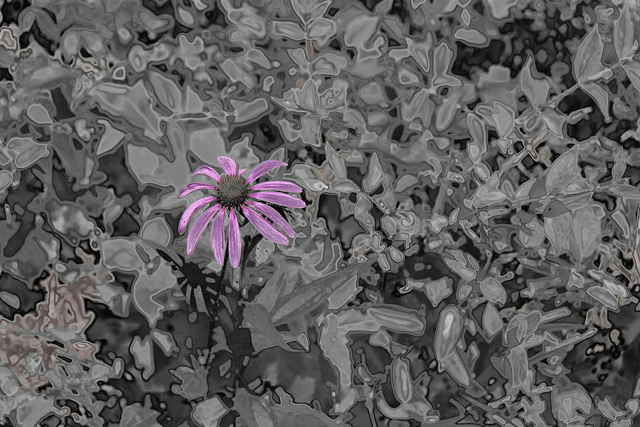 Chrome Purple Susan Flower Photograph by Sharon Popek