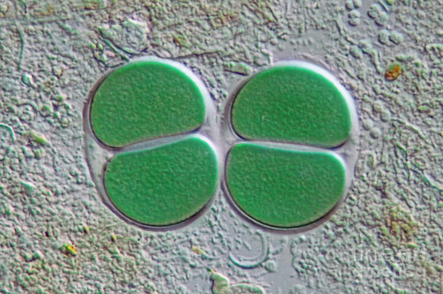 Chroococcus, Dic Photograph by M. I. Walker