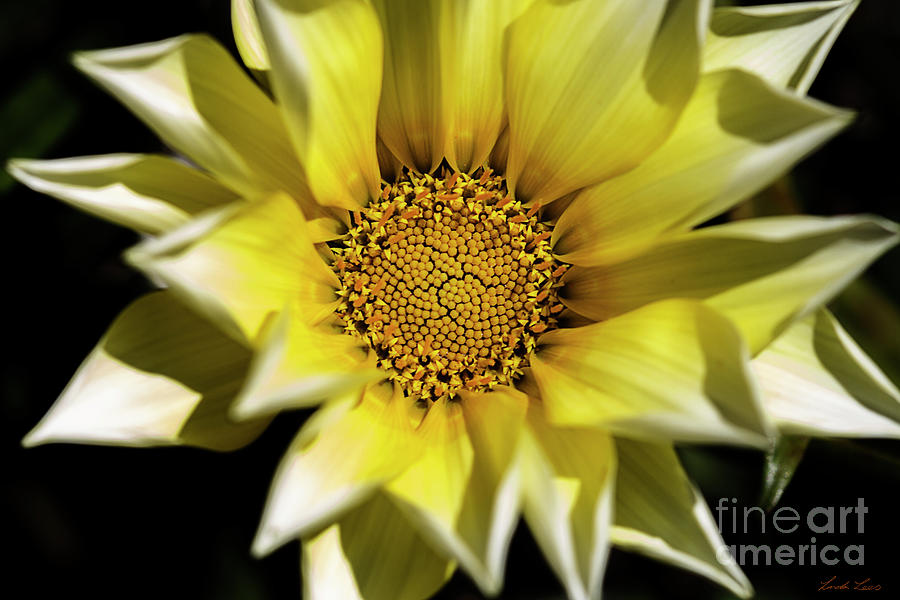 Chrysanthos Photograph by Linda Lees