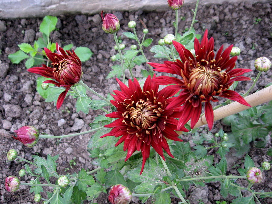 Chrysanthemum 16 Photograph by Padamvir Singh - Fine Art America