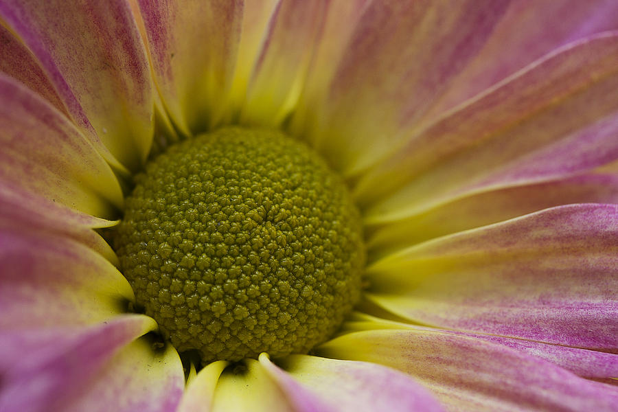 Chrysanthemum 2 Photograph by Morgan Wright