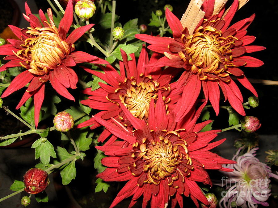 Chrysanthemum 2 Photograph by Padamvir Singh
