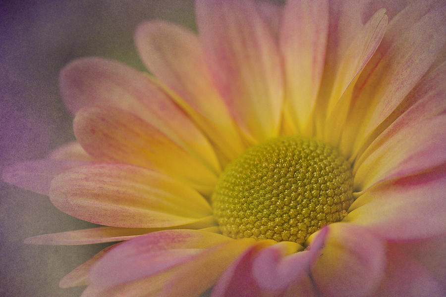 Nature Photograph - Chrysanthemum 3 by Morgan Wright