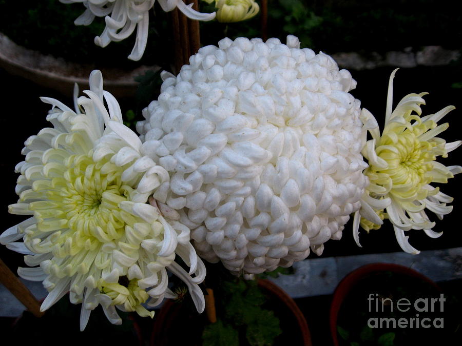 Chrysanthemum 3 Photograph by Padamvir Singh
