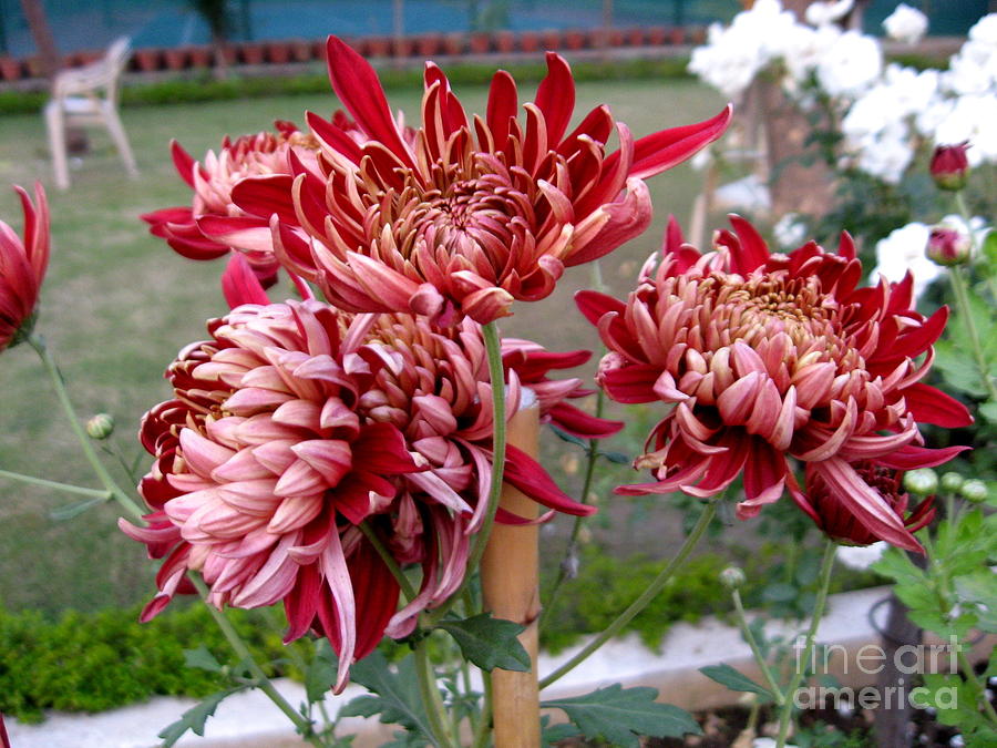 Chrysanthemum 4 Photograph by Padamvir Singh