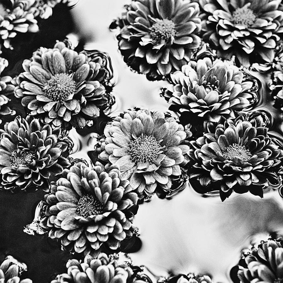 Chrysanthemum 4 Photograph by Skip Nall
