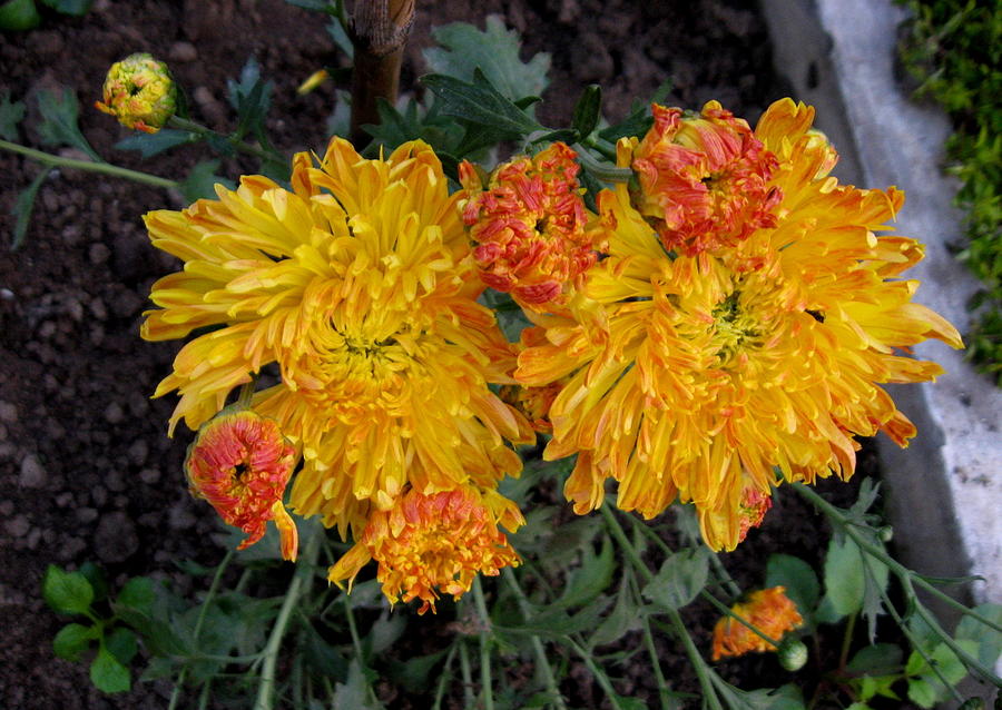 Chrysanthemum 6 Photograph by Padamvir Singh