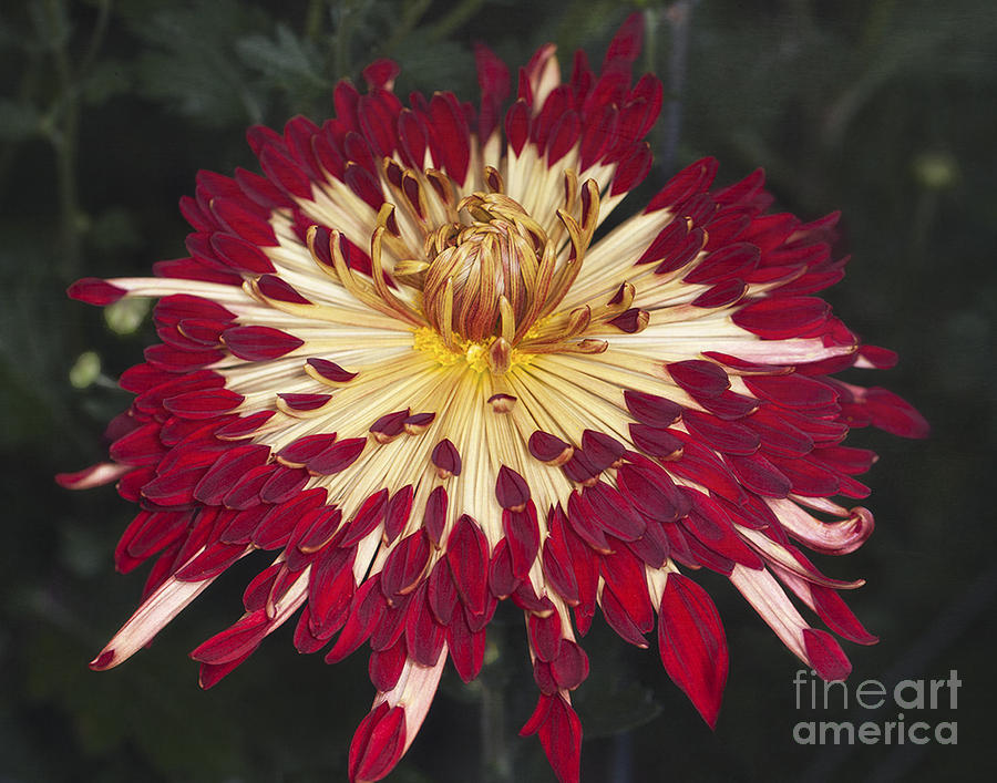 Chrysanthemum Alabama Photograph by Ann Jacobson