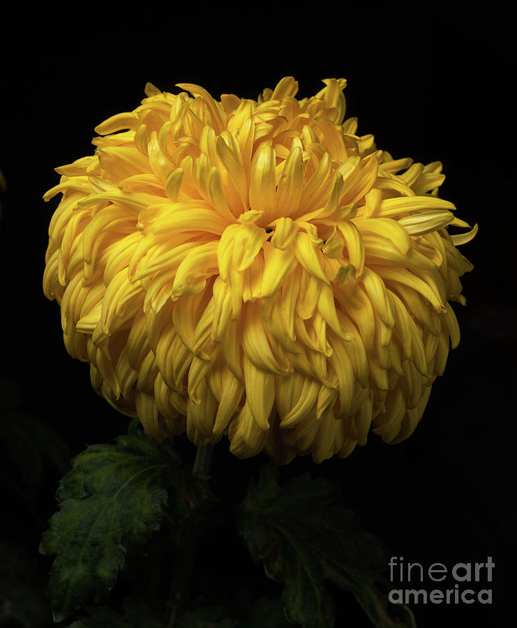 Chrysanthemum Allison Peace Photograph by Ann Jacobson