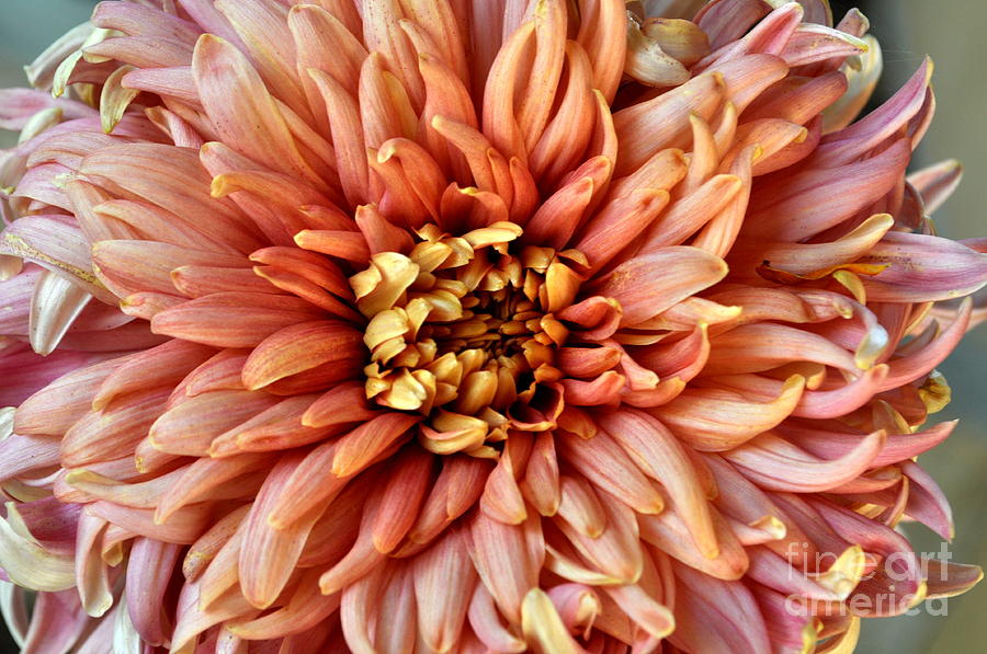 Flowers Still Life Photograph - Chrysanthemum by Anjanette Douglas
