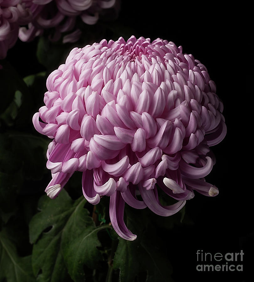 Chrysanthemum  Photograph by Ann Jacobson
