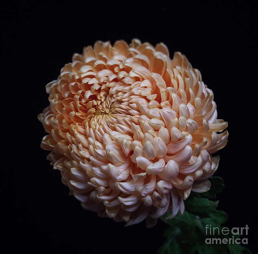 Chrysanthemum Apricot Alexis Photograph by Ann Jacobson