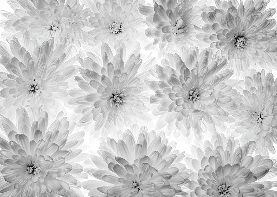 Chrysanthemum background in black and white Photograph by Vishwanath Bhat