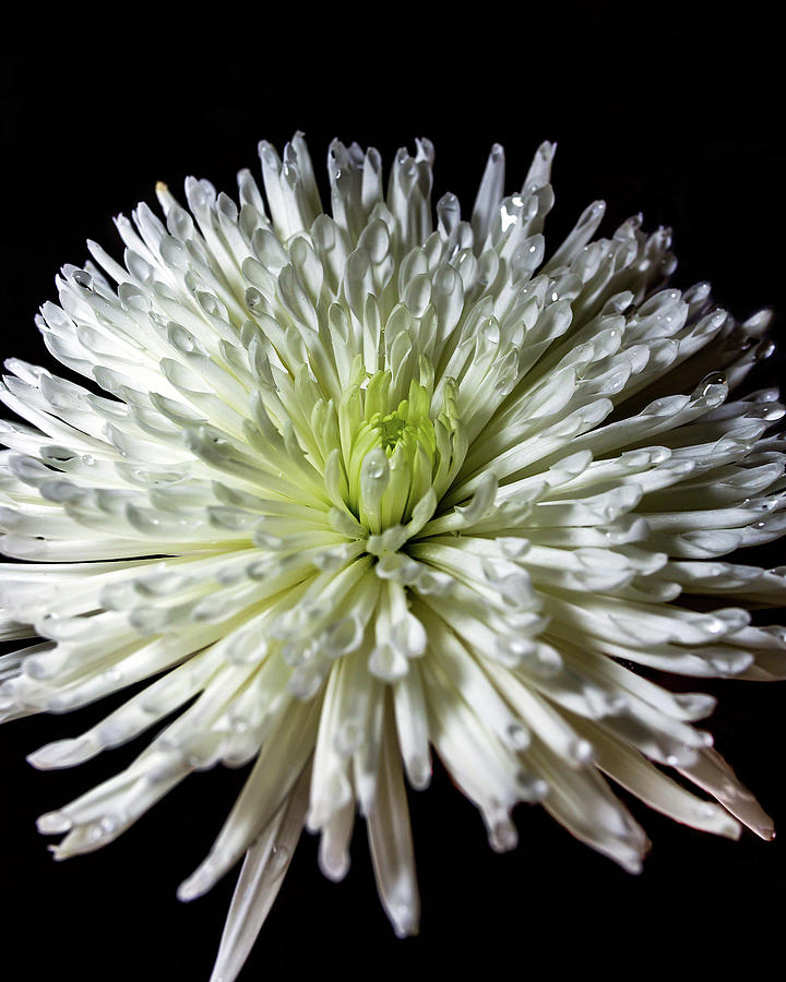 Chrysanthemum Bloom Photograph by Hannah O'Hair Fine Art America