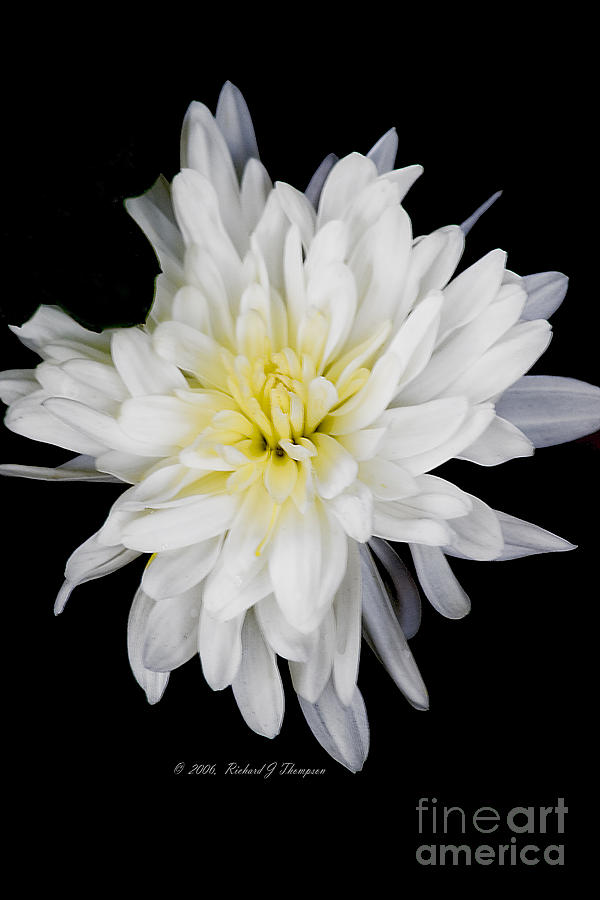 Chrysanthemum Bloom Photograph by Richard J Thompson