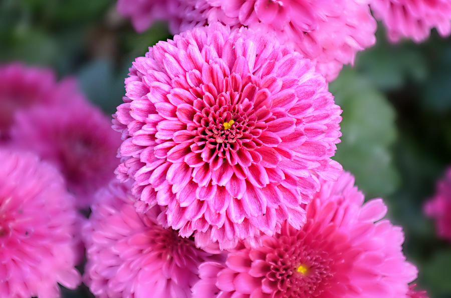 Chrysanthemum Close Up Photograph by Ally  White
