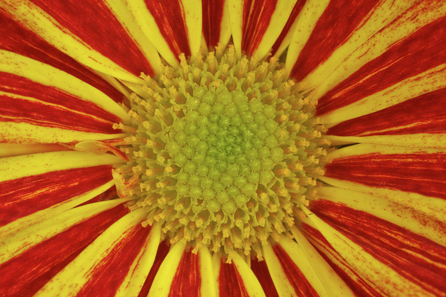 Chrysanthemum Close-up Photograph by Christine Amstutz
