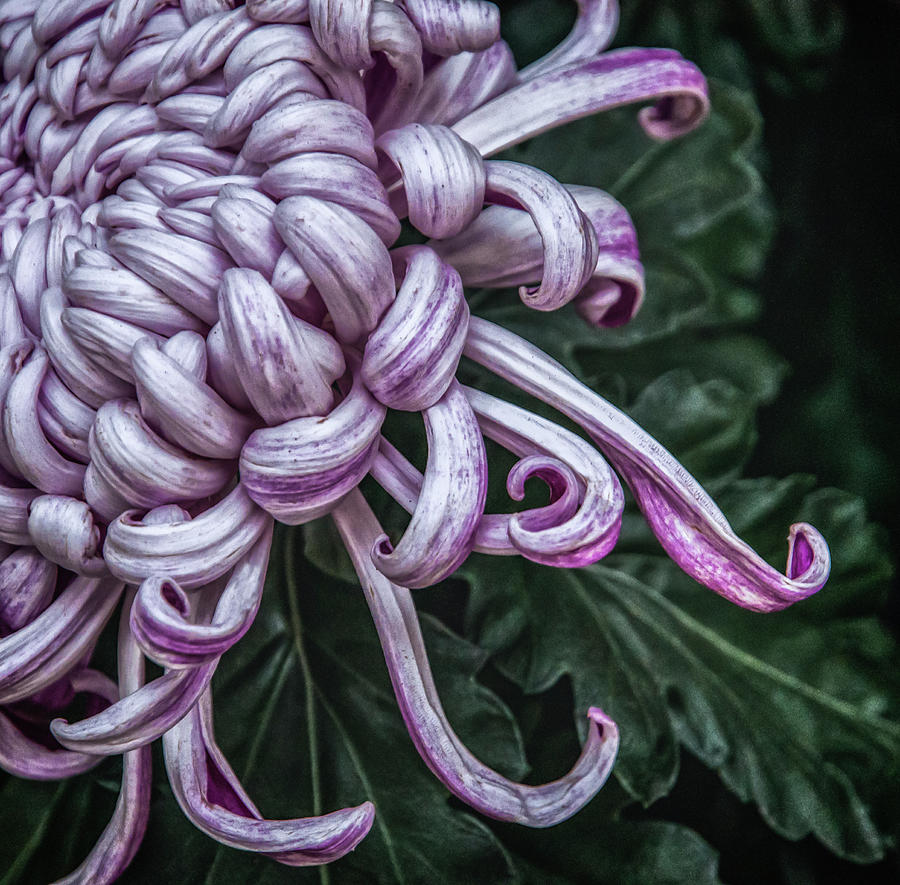 Chrysanthemum Curl 3667 Photograph by Ginger Stein