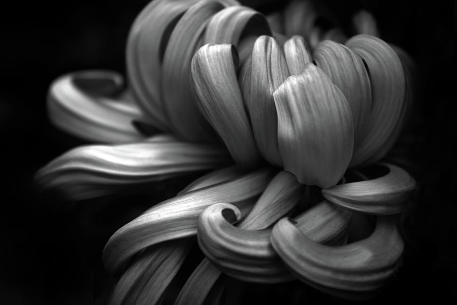 Chrysanthemum Curls Monochrome Photograph by Jessica Jenney