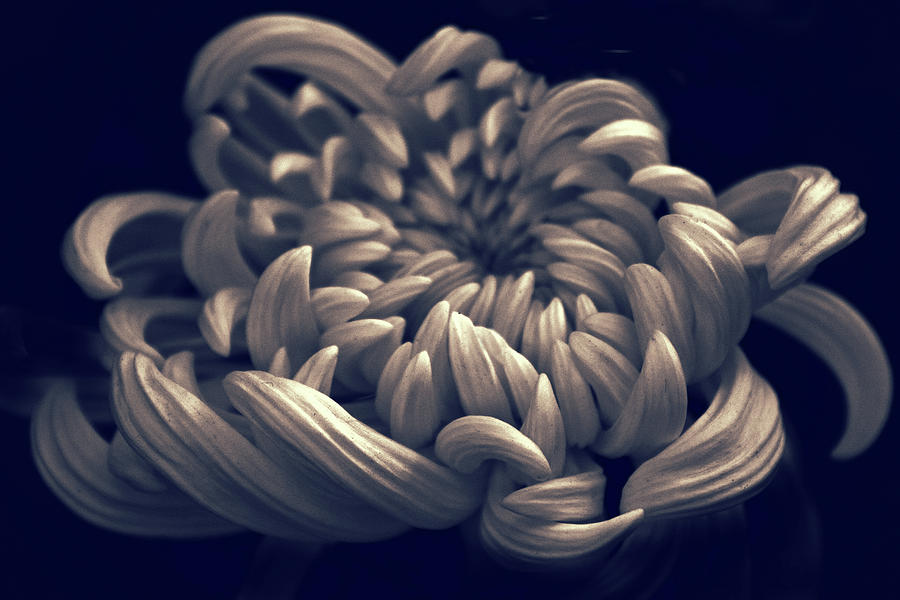 Chrysanthemum Curves Photograph by Jessica Jenney