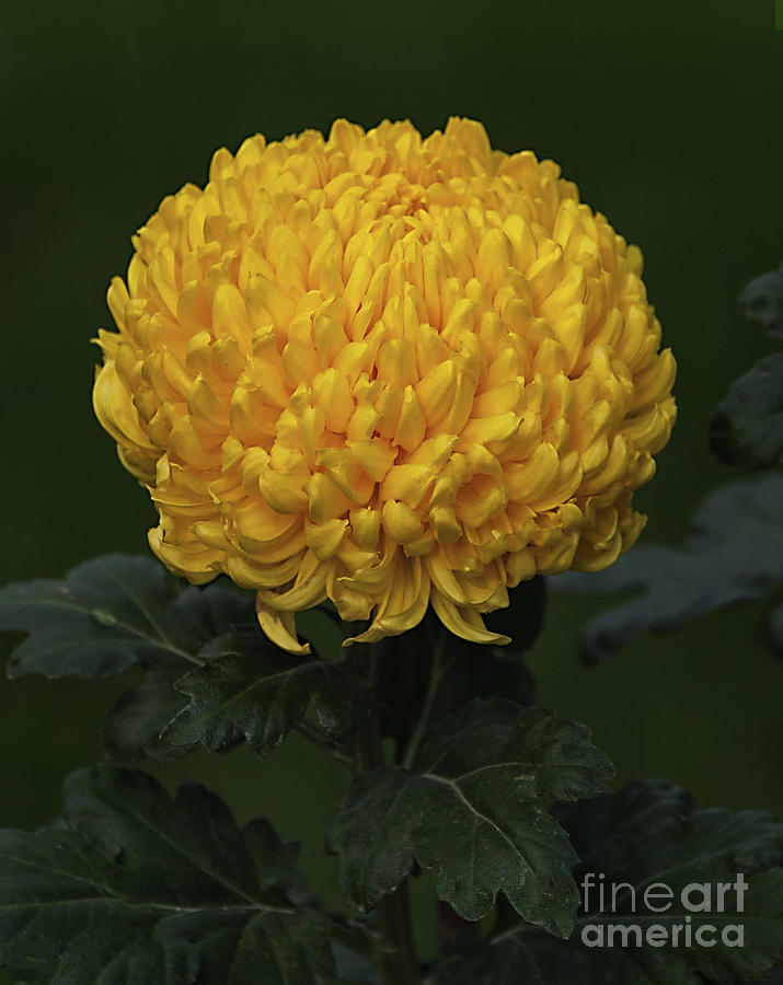 Chrysanthemum Derek Bircumshaw Photograph by Ann Jacobson