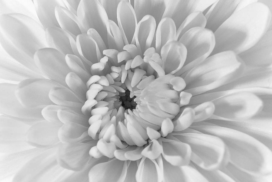 Chrysanthemum Photograph by Dick Pratt