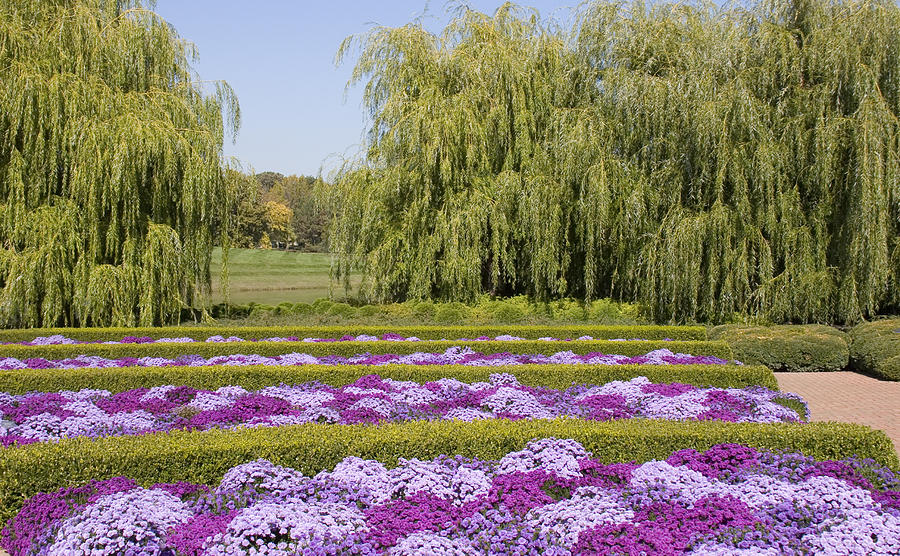 Chrysanthemum Display Photograph by Elvira Butler