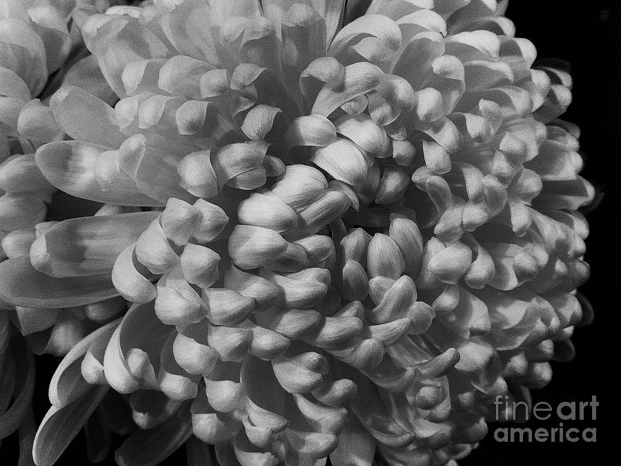 Black And White Photograph - Chrysanthemum by Fei A