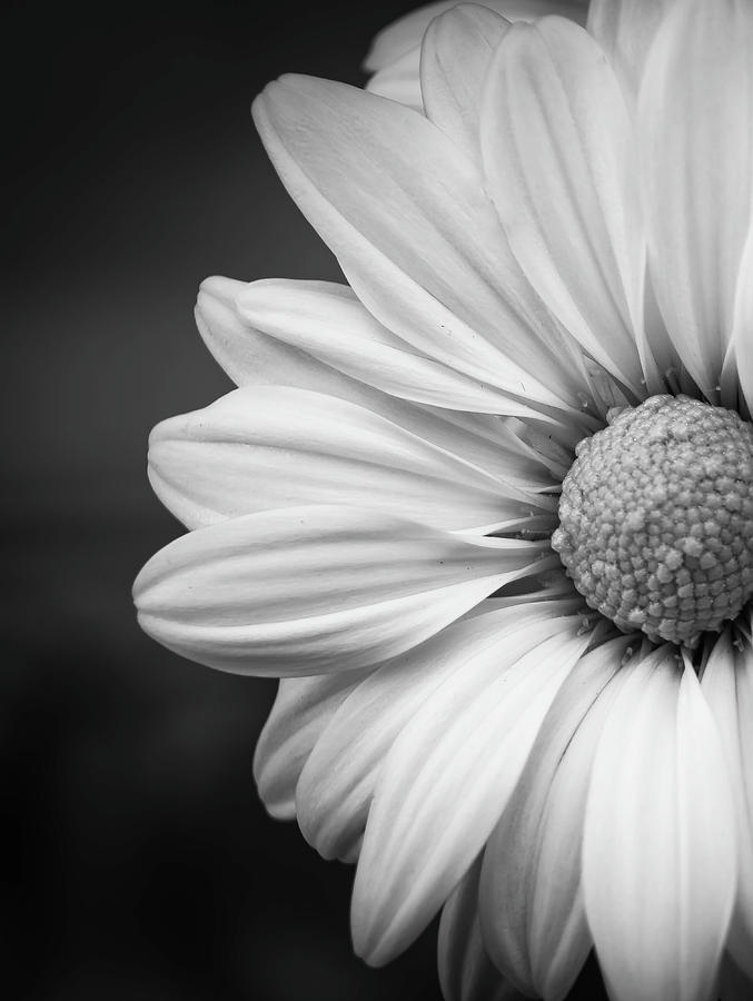 Chrysanthemum by GK Hebert Photography Chrysanthemum by GK Hebert Photography
