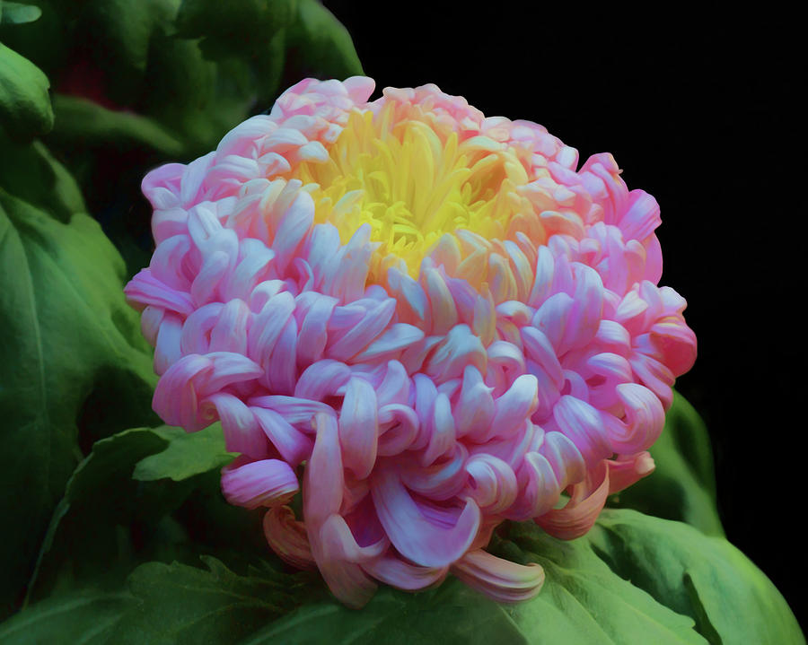 Chrysanthemum Glow Photograph by Nikolyn McDonald