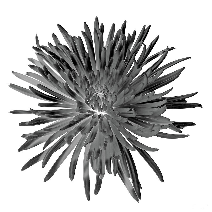Chrysanthemum I Black and White Photograph by Lily Malor