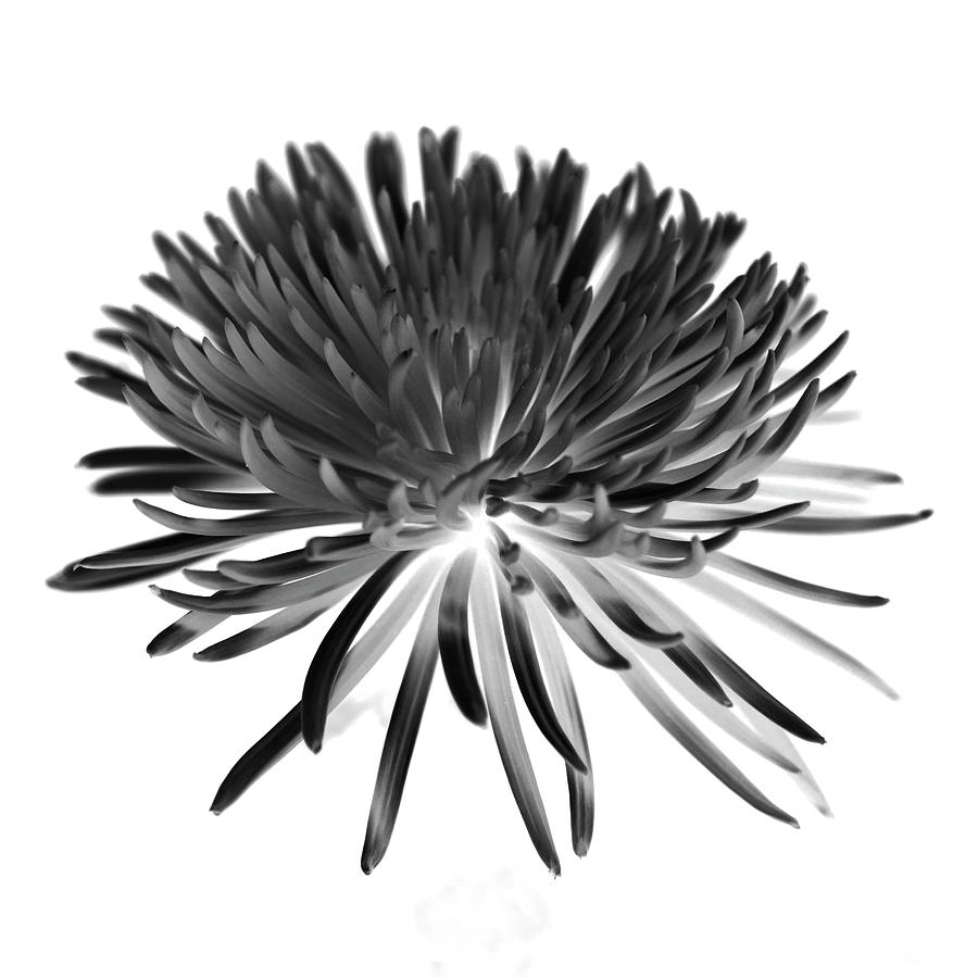 Chrysanthemum II Black and White Photograph by Lily Malor