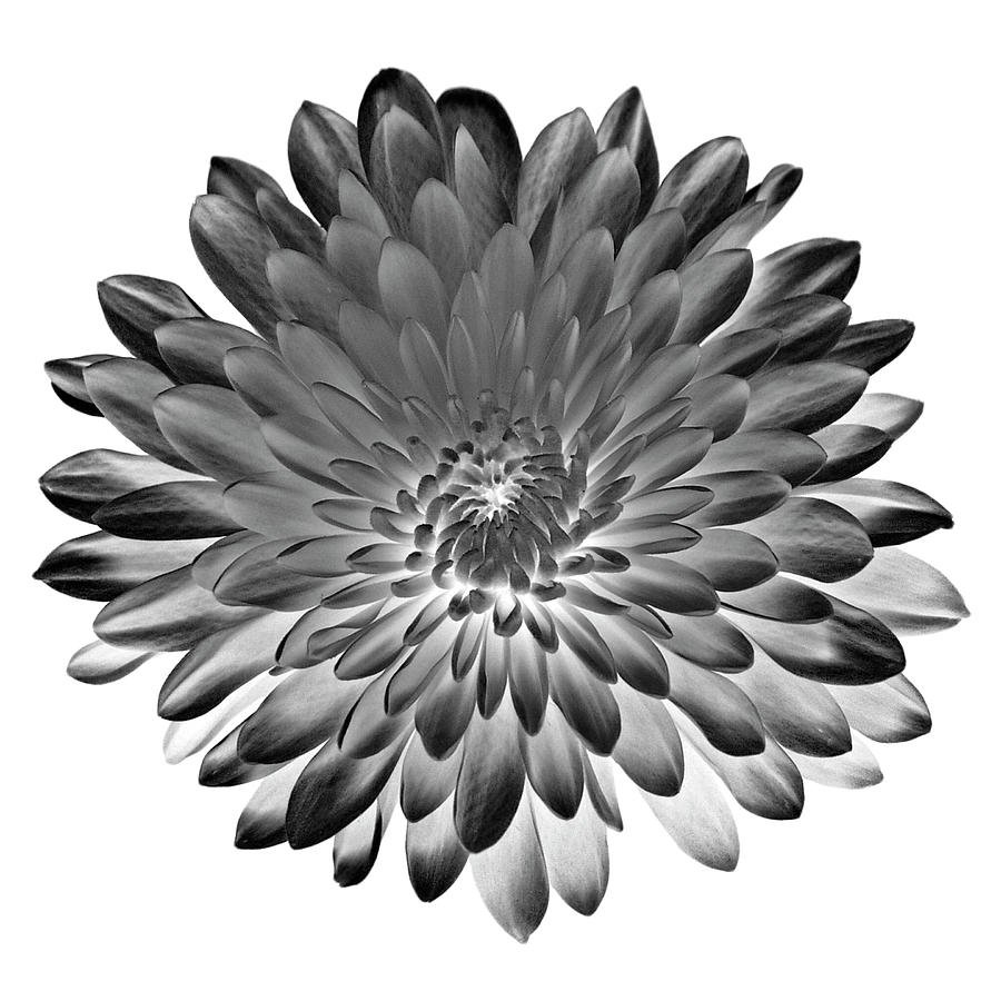 Chrysanthemum III Black and White Photograph by Lily Malor
