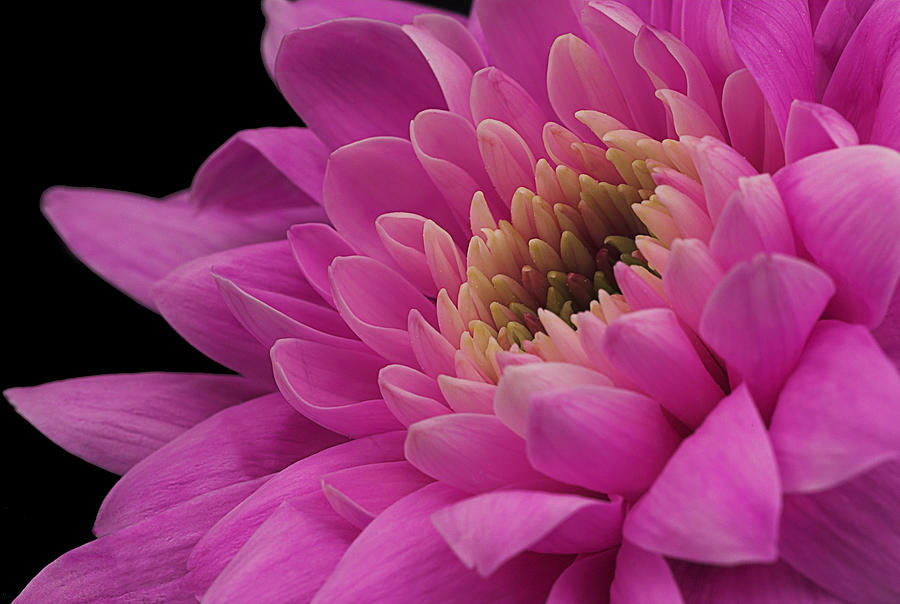 Chrysanthemum in pink. Photograph by John Paul Cullen
