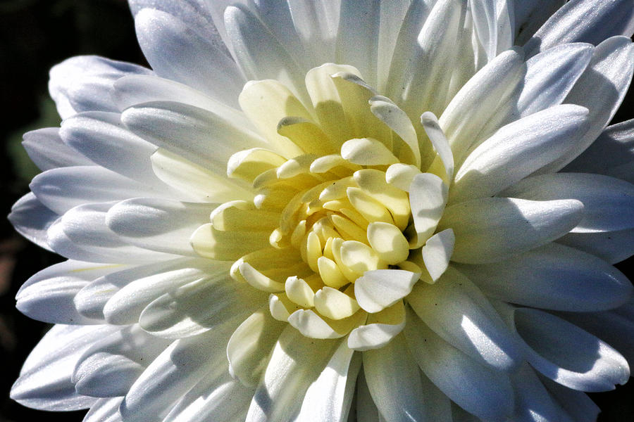 Chrysanthemum in Sunlight Photograph by William Selander