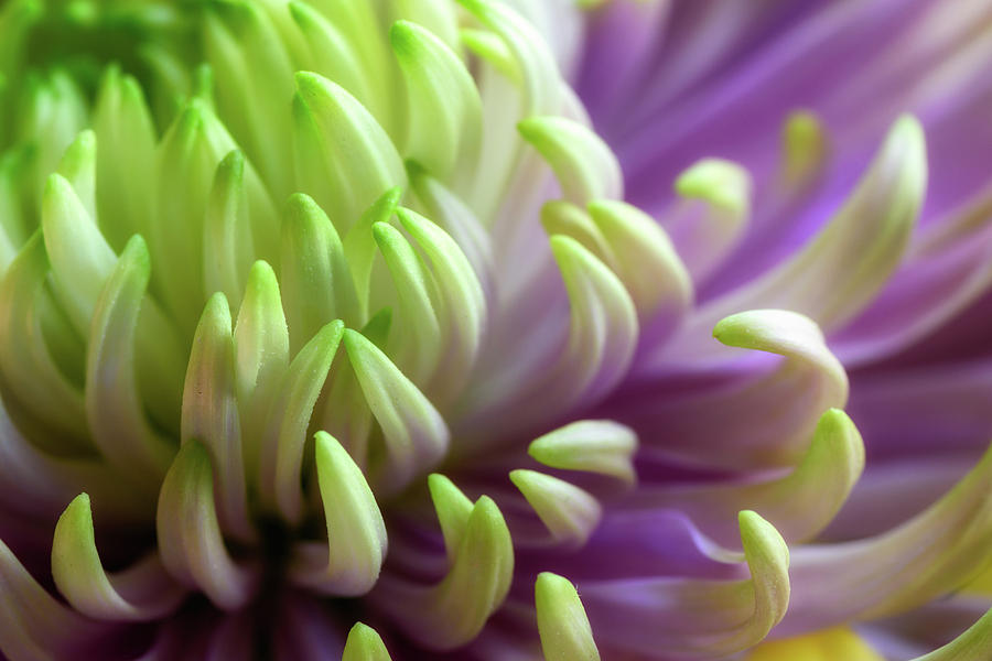 Chrysanthemum Photograph by James Barber