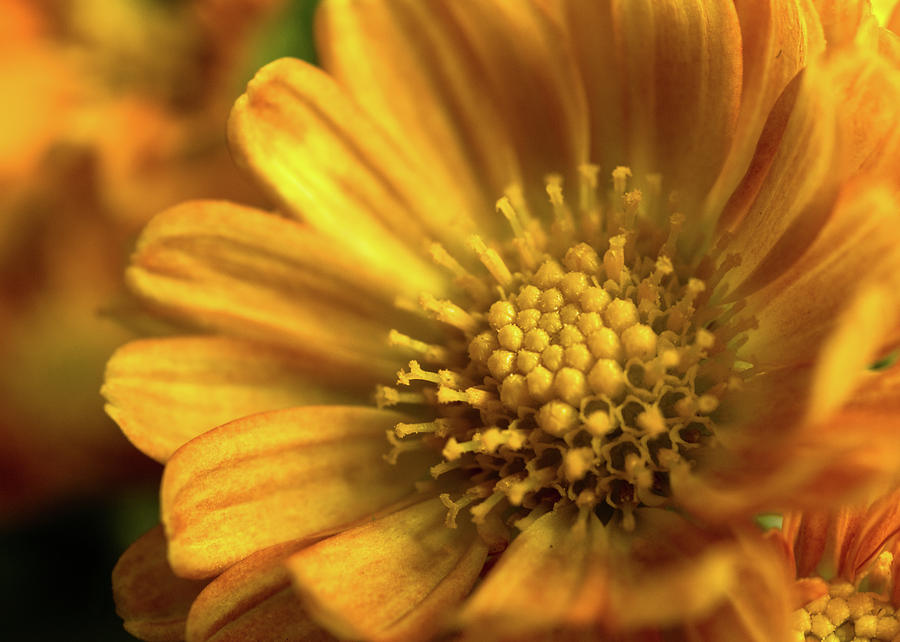 Chrysanthemum Photograph by James Oppenheim