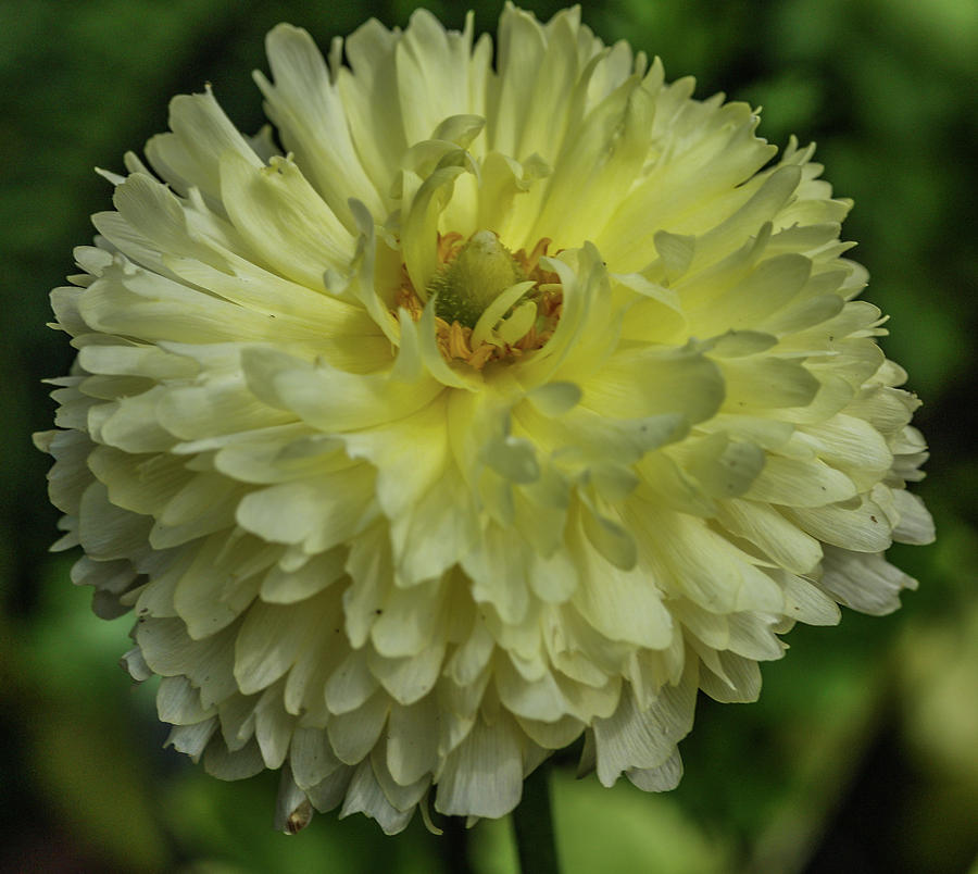Chrysanthemum Photograph by Jane Luxton