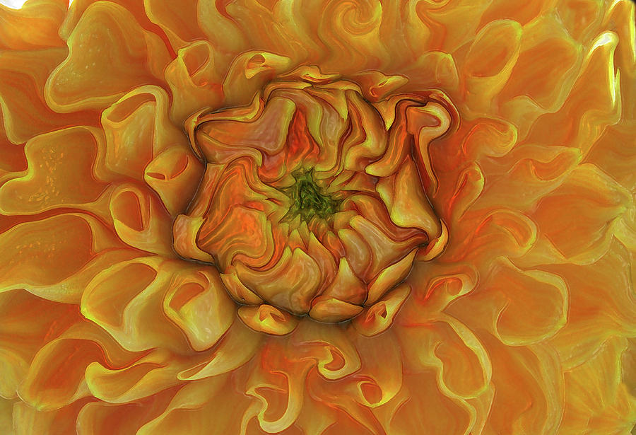Abstract Photograph - Chrysanthemum by Kathy Moll