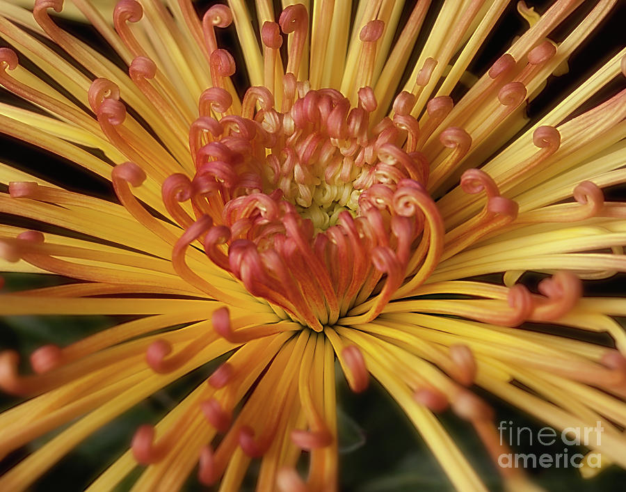 Chrysanthemum Lava Photograph by Ann Jacobson