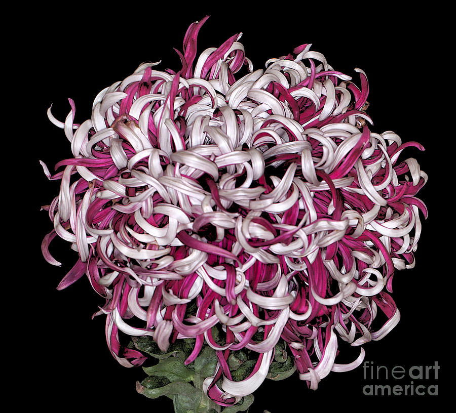 Chrysanthemum Lili Gallon Photograph by Ann Jacobson