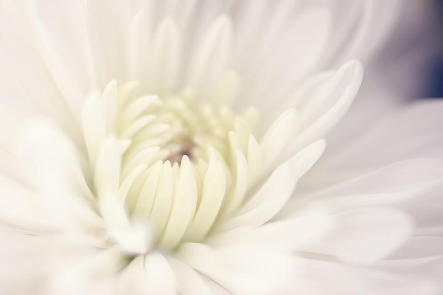 Chrysanthemum Photograph